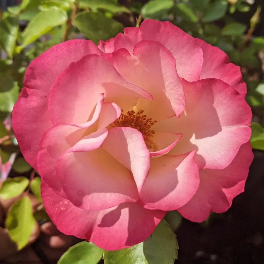 Rose Birthday Girl 5.5 Litre Pot