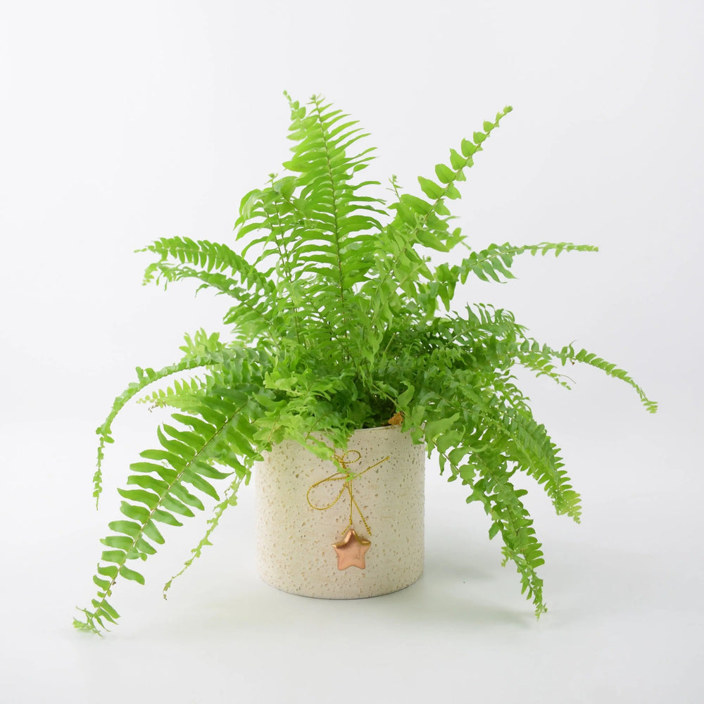 Boston Fern in 12cm Mottled Festive Pot Gift