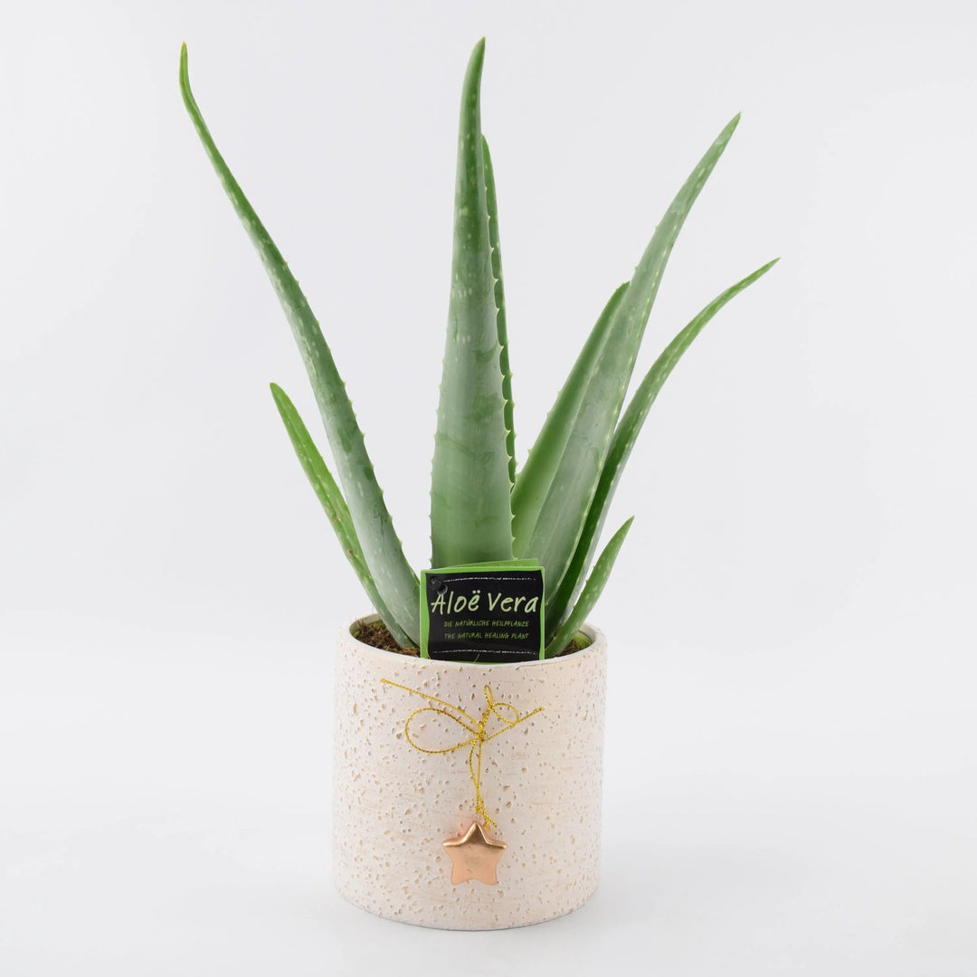 Aloe Vera Plant in 12cm Festive Mottled Ceramic Pot