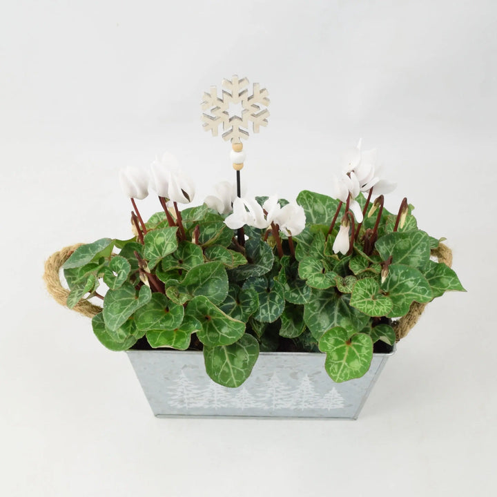 Cyclamen White in Christmas Trough