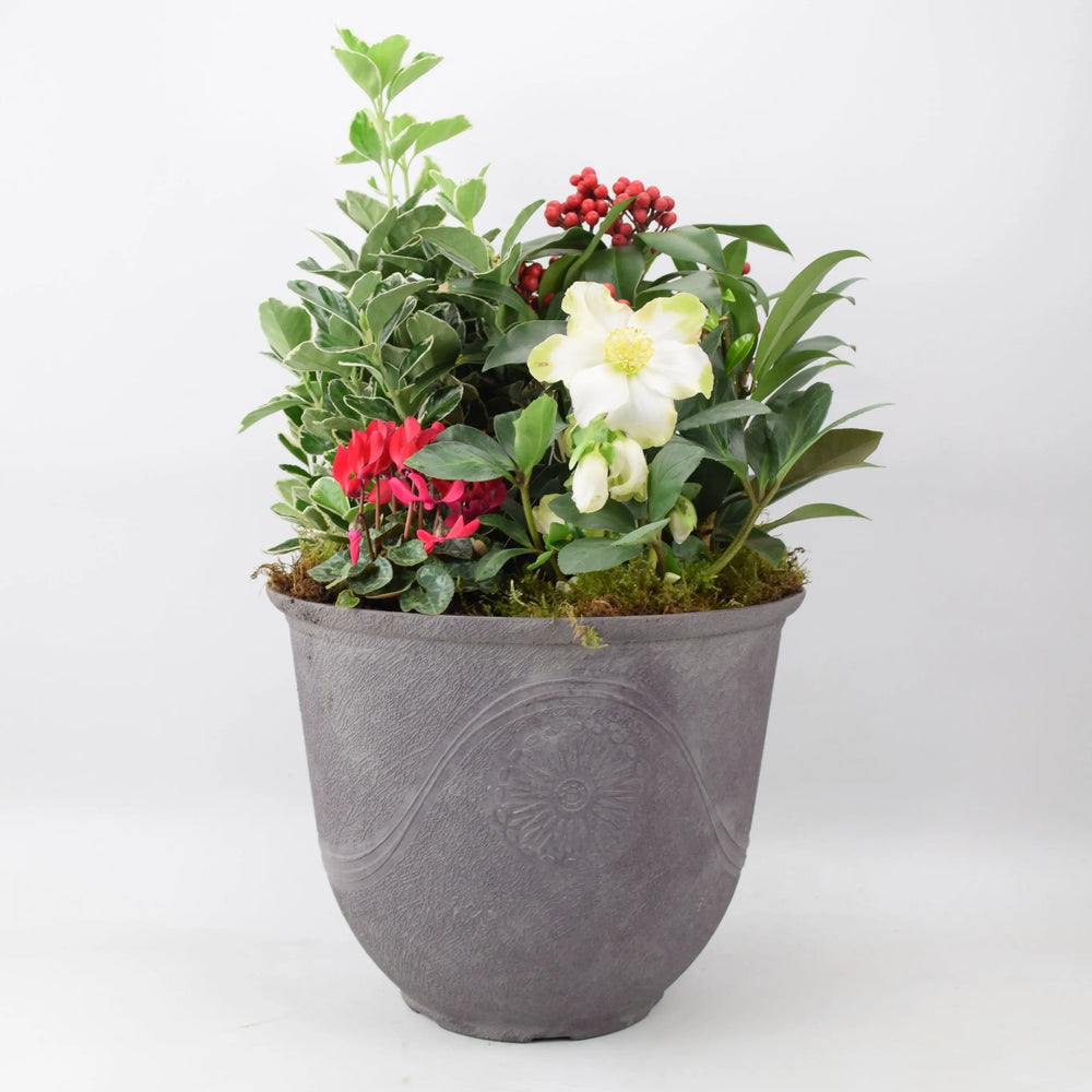 Festive Premium Planted Container