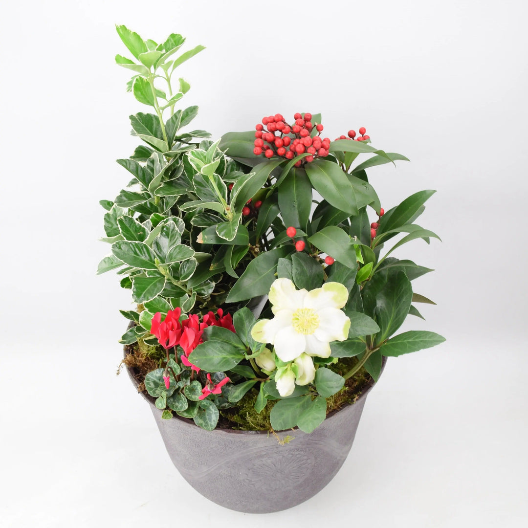 Festive Premium Planted Container