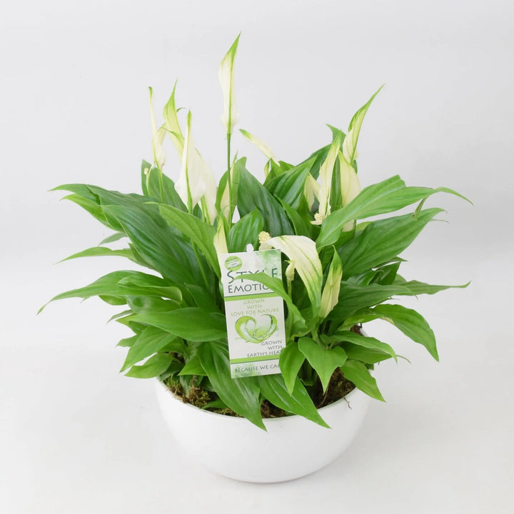 Spathiphyllum Peace Lily 20cm Ceramic Bowl