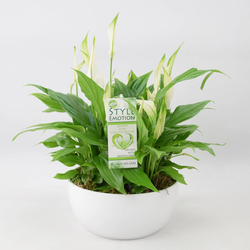 Spathiphyllum Peace Lily 20cm Ceramic Bowl