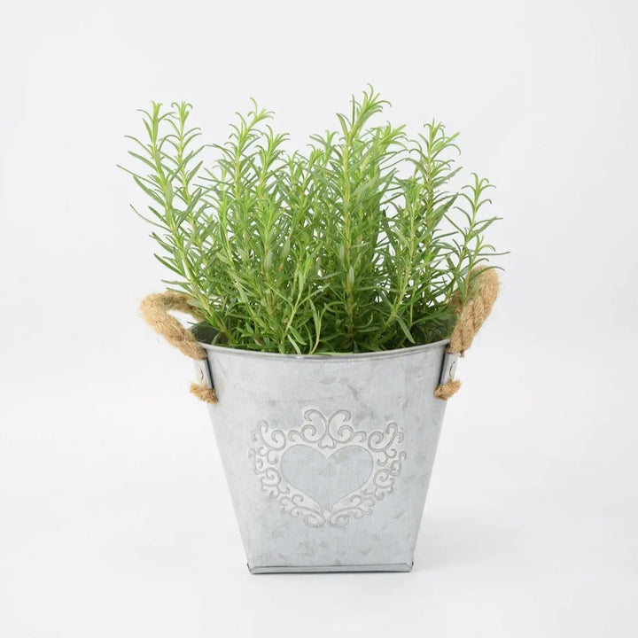 Rosemary in Heart Tin