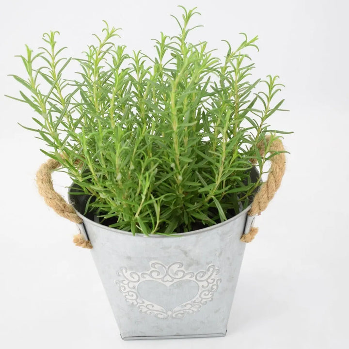 Rosemary in Heart Tin