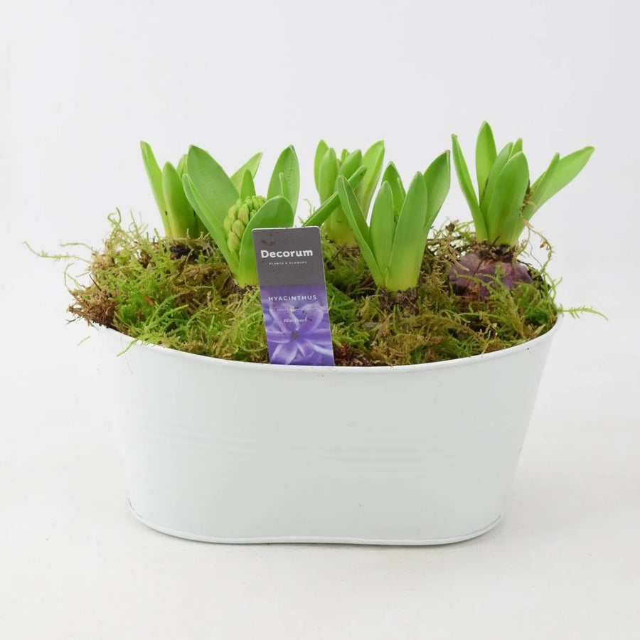 Hyacinth Planted White Trough x 5 Plants By Post