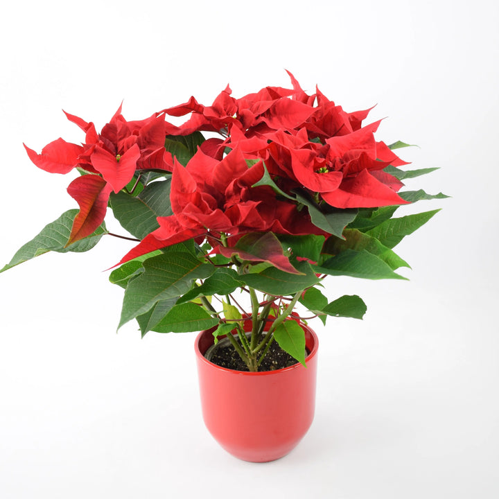 Poinsettia Red in 13cm Red Ceramic Pot Gift