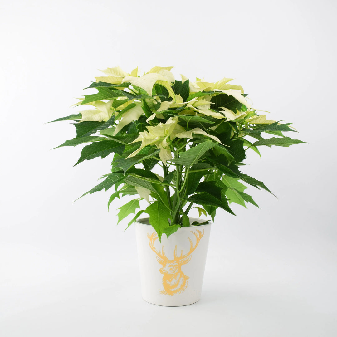 Poinsettia White in 13cm Gold Stag Ceramic Pot