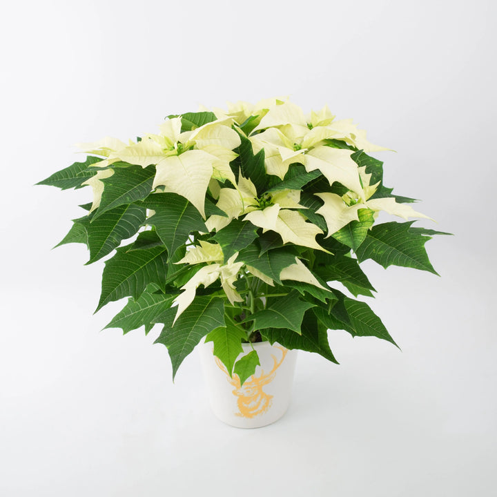 Poinsettia White in 13cm Gold Stag Ceramic Pot