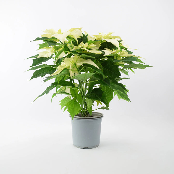 Poinsettia White in 13cm Pot Plants By Post