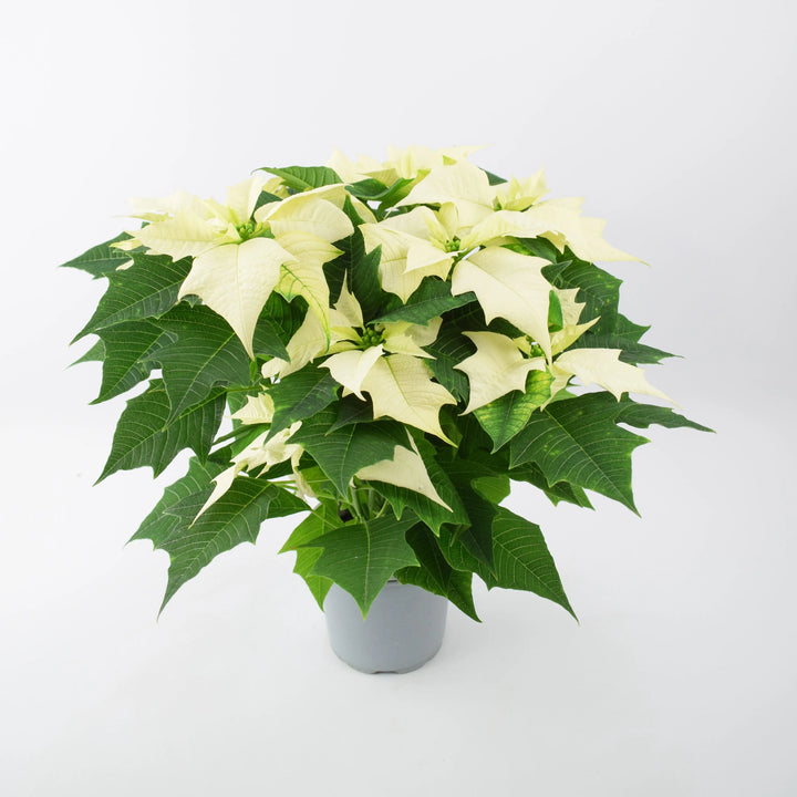 Poinsettia White in 13cm Pot Plants By Post