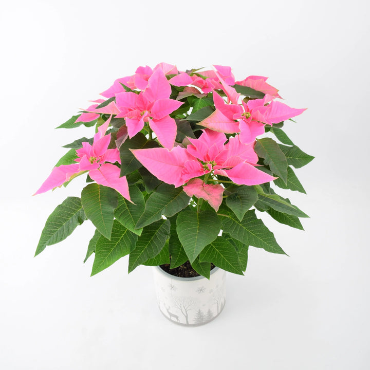 Poinsettia Pink in 13cm Winter Woodland Pot Gift Plants By Post