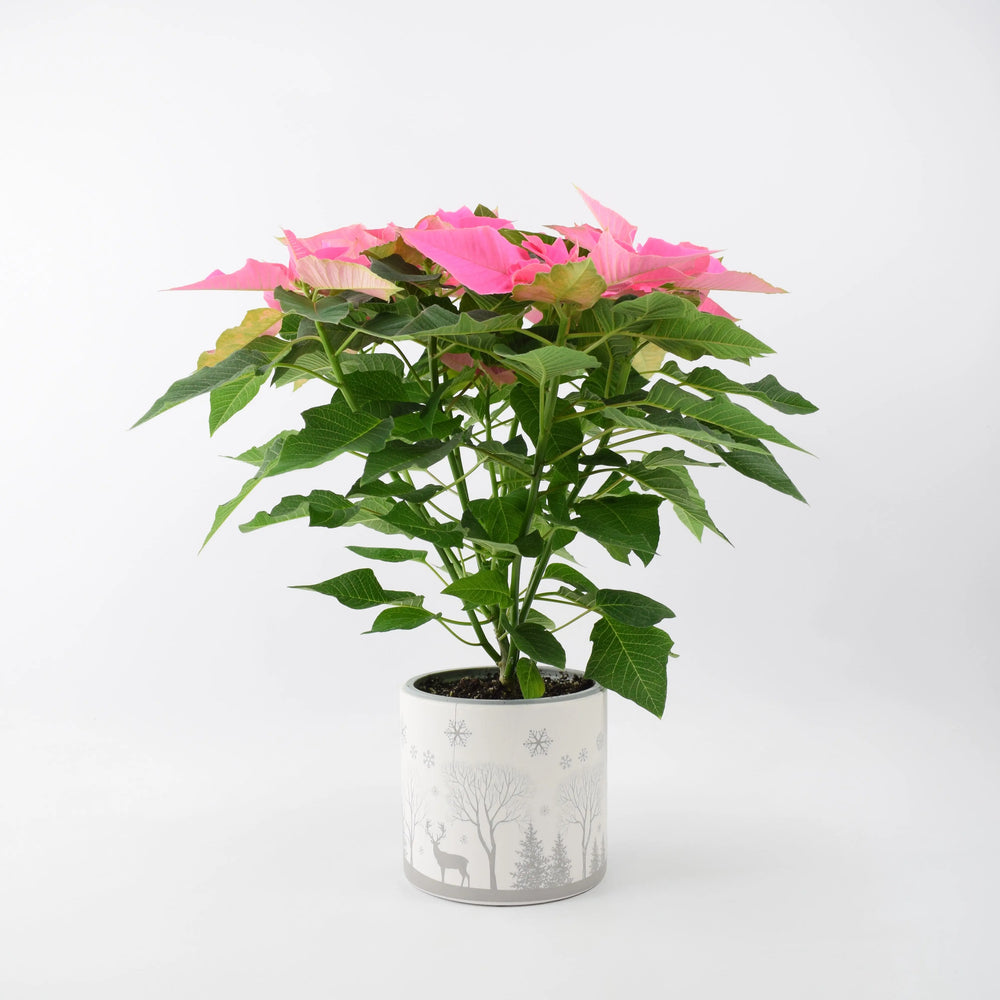 Poinsettia Pink in 13cm Winter Woodland Pot Gift Plants By Post