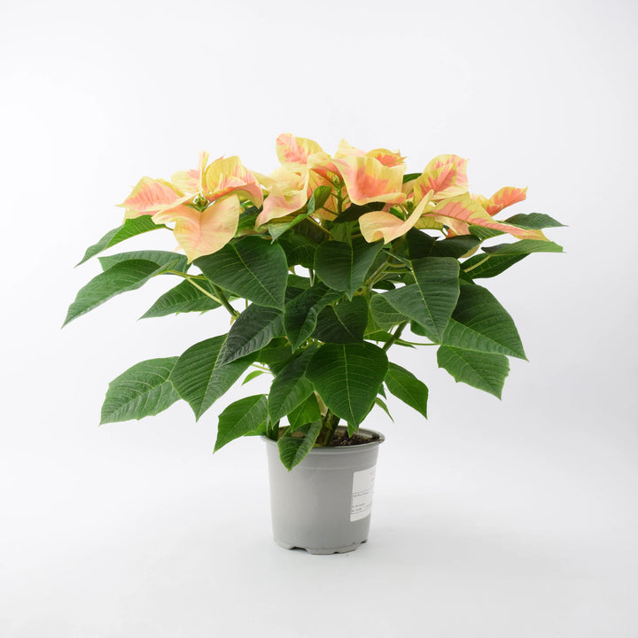 Poinsettia Marble in 13cm Pot Plants By Post