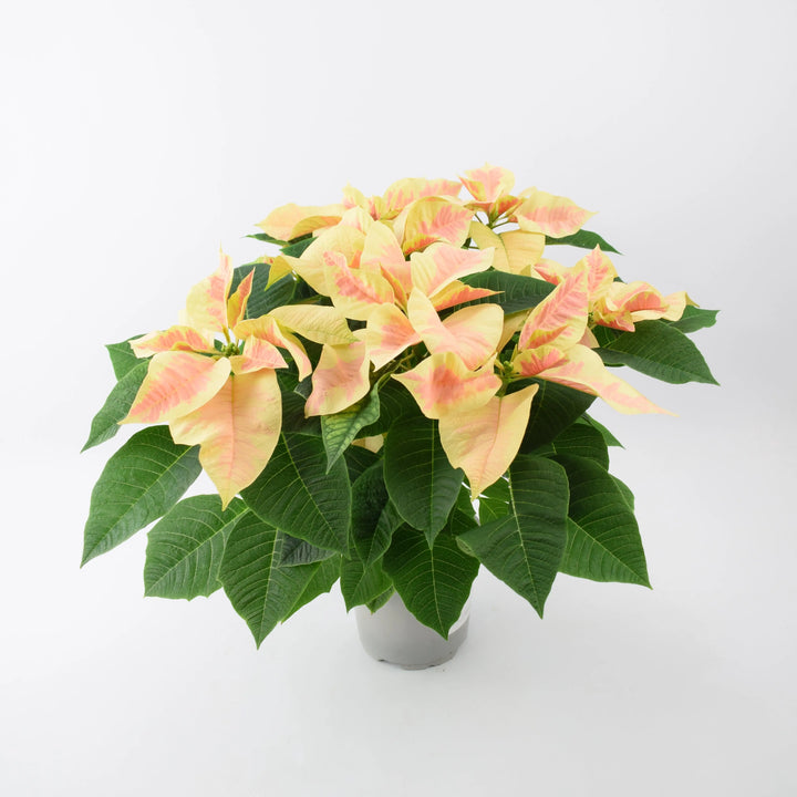 Poinsettia Marble in 13cm Pot Plants By Post