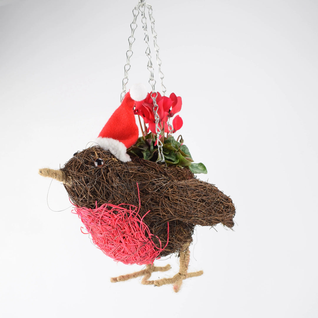 Robin Christmas Hanging Basket with Red Cyclamen Gift