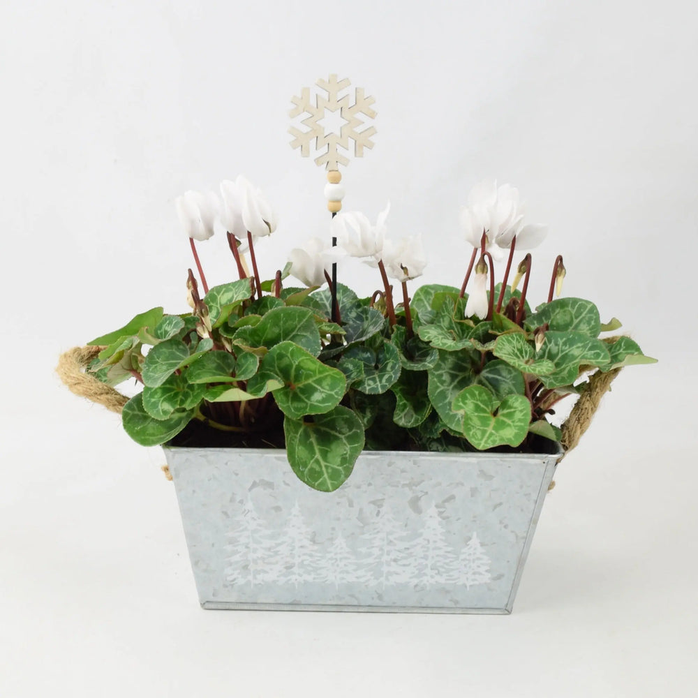 Cyclamen White in Christmas Trough