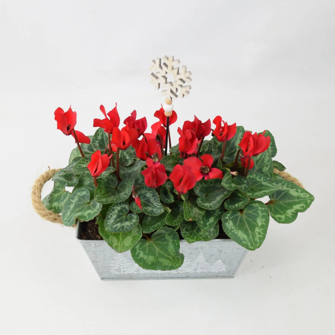 Cyclamen Red in Christmas Trough