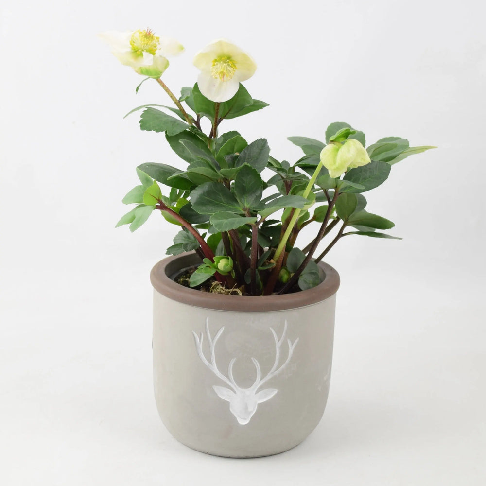 Hellebore in 12cm Concrete Stag Pot