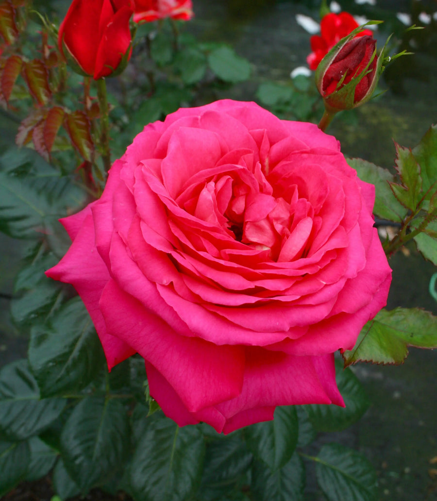 Rose My Dad 5.5 Litre Pot