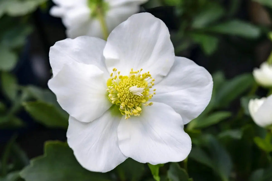 Helleborus Christmas Carol Plants By Post