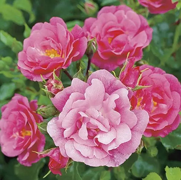 Rose Flower Carpet Pink 4L