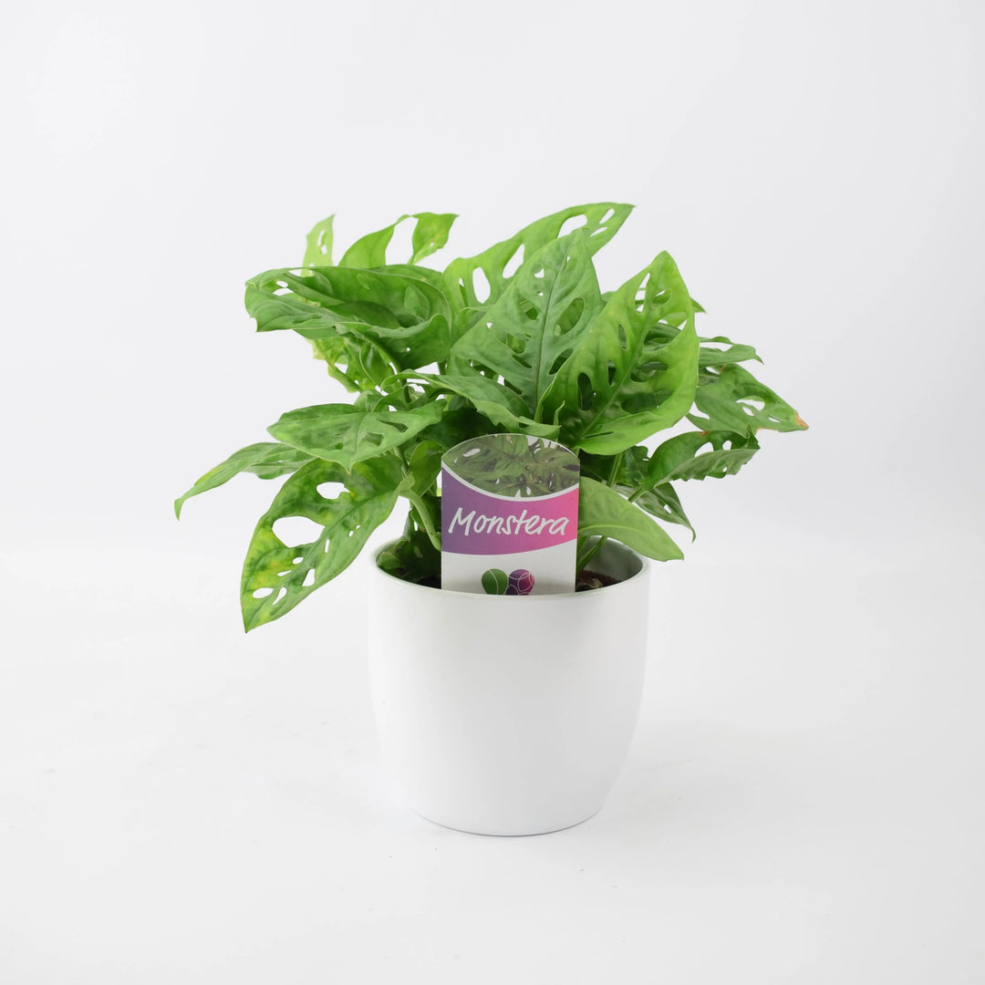 Monkey Cheese Plant 12cm White Pot Gift