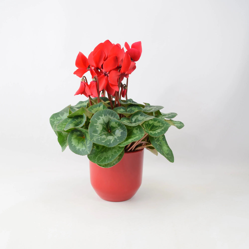 Cyclamen Red 12cm Pot Gift Plants By Post