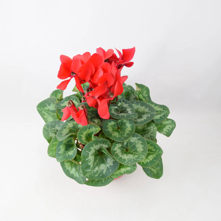 Cyclamen Red 12cm Pot Gift Plants By Post