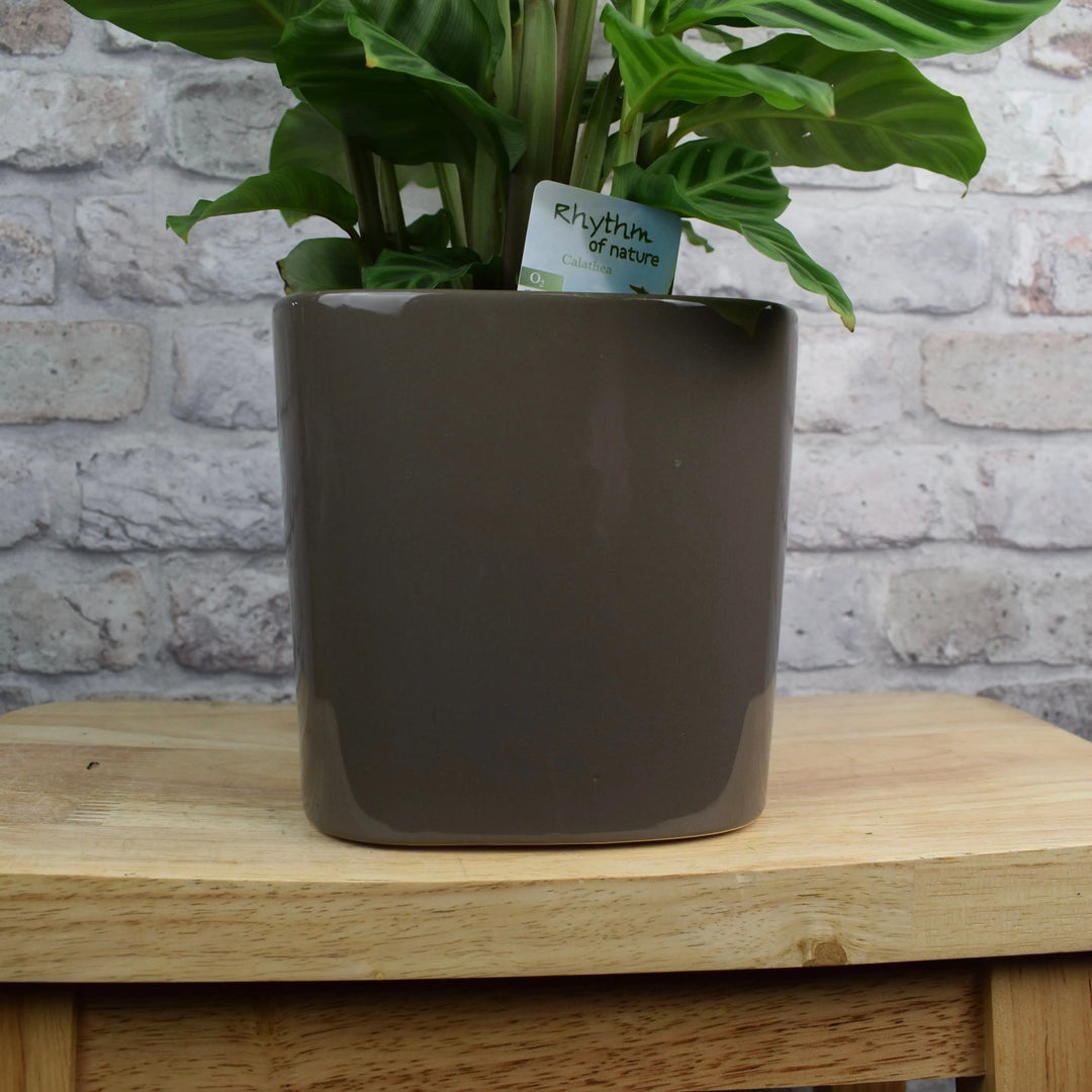 16cm Modern Square Mocha Glazed Ceramic Plant Pot with plant inside
