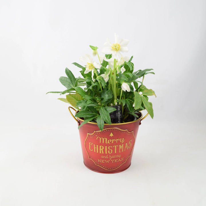 Hellebore Christmas Carol in 15cm Merry Christmas Pot Gift